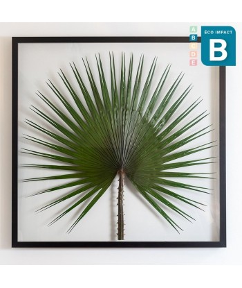 Cadre herbier tropical Washingtonia Palm - 3 tailles du meilleur 