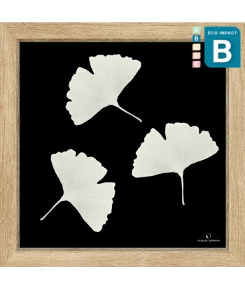 Cadre mini herbier tropical Ginkgo, 30x30cm destockage