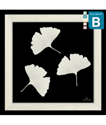 Cadre mini herbier tropical Ginkgo, 30x30cm destockage