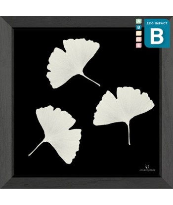 Cadre mini herbier tropical Ginkgo, 30x30cm destockage