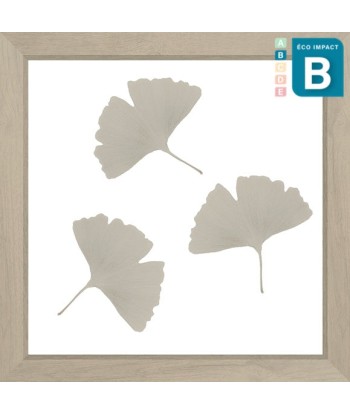 Cadre mini herbier tropical Ginkgo, 30x30cm destockage