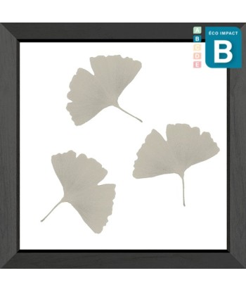 Cadre mini herbier tropical Ginkgo, 30x30cm destockage