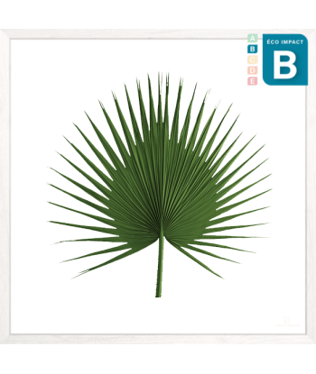 Cadre herbier tropical Washingtonia Palm - 3 tailles du meilleur 